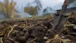 Осенний удар по колорадскому жуку: самый крутой метод от агронома Терентьева – работает 100%