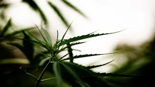 В Суздале перед законом предстанет мужчина, вырастивший 60 кустов конопли
