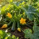 Листья кабачков вялые, плоды не завязываются: есть проверенный метод — особое удобрение и уход