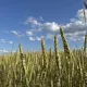 Прогноз погоды во Владимирской области на 22 июня 2026 года