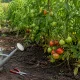Чтобы томаты не висели зелеными до сентября: уберите эти 3 вещи с кустов в августе — и урожай попрет как на дрожжах