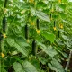 Среди здоровых огурцов затесались уродцы-загогулины: чем подкормить кусты, чтобы все зеленцы были один к одному