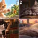 Везунчик ли вы по жизни? Выберите кошку — будет честный ответ на вопрос