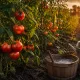Кусты крепкие как камень, а плоды огромные и сочные: раствор для подкормки томатов в июле — секрет моей опытной соседки