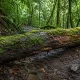 Никогда не наступайте на мшистые бревна в лесу: последствия могут быть серьезными — горький опыт грибников