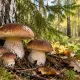 Белые грибы собираю корзинами: использую правило «трех деревьев» — секретная хитрость лесников