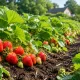 5 простейших способов навсегда убрать слизней с клубники: беру копеечные средства без химии — и каждая ягодка в порядке