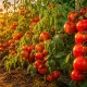 Помидоры висят и не краснеют: 3 простых шага — и огород засверкает сочными алыми плодами