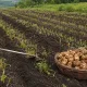 Картофель не гниет и хранится вдвое дольше: секрет в правильном скашивании