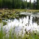 За сутки во Владимирской области на водоемах погибли два человека