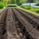 Под картошку участок готовлю с осени — летом корнеплоды размером с ладонь, в деревнях так делают