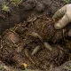 Медведки слетаются на эту ловушку как на мед: простой и надежный способ избавиться от вредителя на огороде