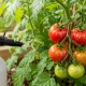 1 грамм на литр — и томаты наливаются как бешеные: главная подкормка июля, о которой молчат