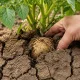 Раньше выкапывала целый куст картошки и половину выкидывала: сейчас получаю с каждого по два ведра — новый способ