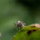 Во Владимирской области клещи укусили 105 человек