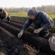 Озимый чеснок не взойдет: 5 фатальных ошибок при посадке, которые допускают все подряд