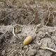 Земля после картофеля: бросила горсть удобрения – перекапывать не надо