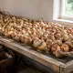 Лук гниет в погребе — ошибка на грядке: как правильно убрать и высушить, чтобы лежал до весны