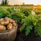 Соблюдаю 5 простых правил — и с каждого куста собираю ведро картошки: эффективное окучивание