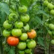Почему соседи уже собирают красные томаты, а у вас зелень: главные ошибки дачников