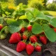 ТОП-3 лучших сортов клубники – вкусные и урожайные, настоящие «работяги»
