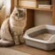 Кошачий лоток перестанет вонять навсегда: лью всего 15 капель аптечного средства – проблема решена