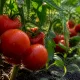 Помидоры-рекордсмены 2026: собираю по ведру с куста, не боятся фитофторы – посадила и забыла