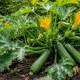 Кабачки начинают гнить прямо на грядке? 4 способа спасти драгоценный урожай