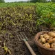 Ботва картофеля почернела в августе — без паники: есть железный метод, чтобы не потерять урожай
