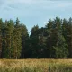 Во Владимирской области специалисты проверили 180 тысяч гектаров лесных угодий на наличие вредителей