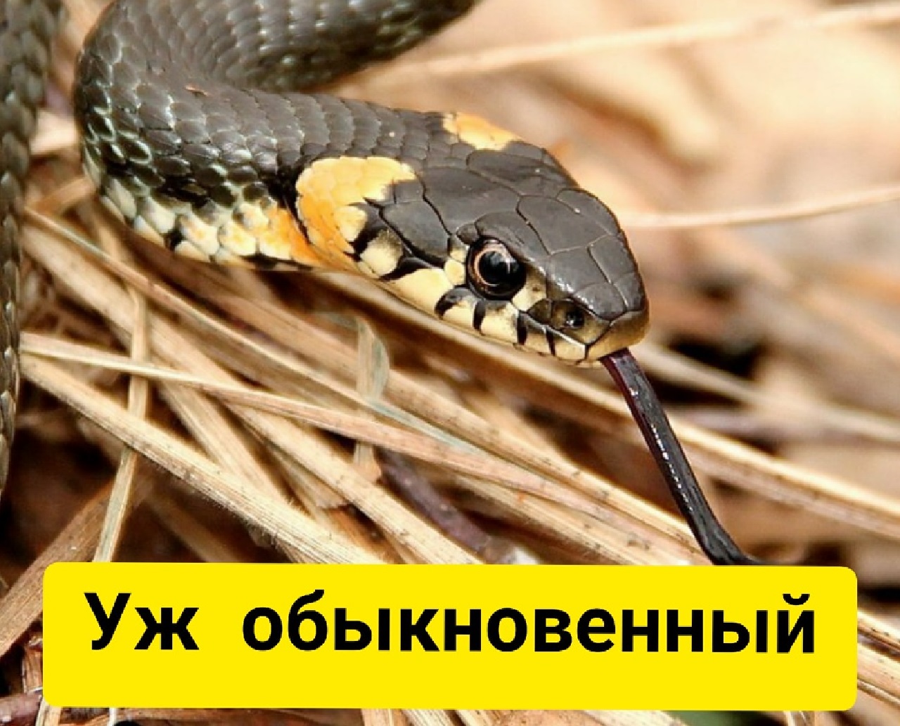 Запах ужей