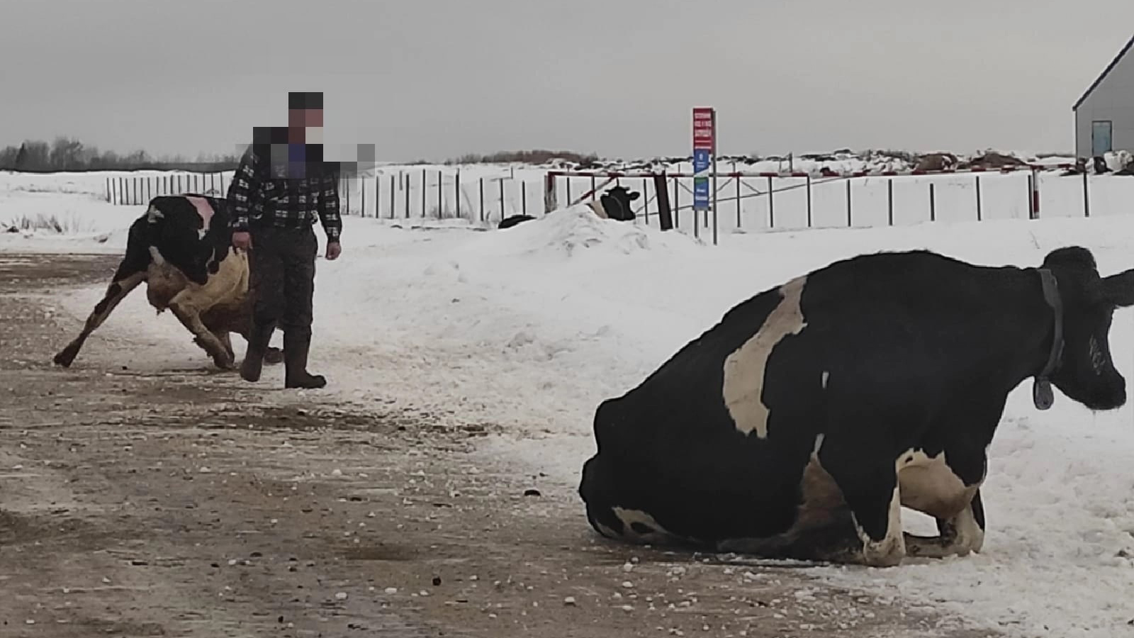 Массовое падение коров на льду во Владимирской области сняли на видео -  День во Владимире