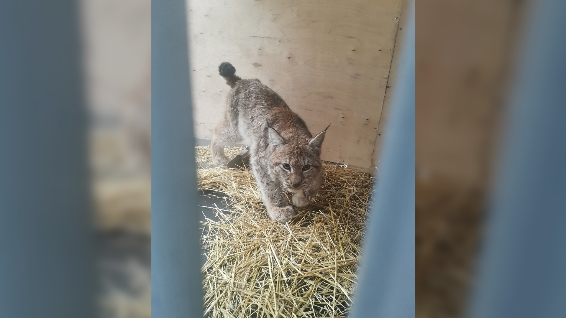 Фото – центр помощи диким животным и птицам «Большое гнездо» Фото – центр помощи диким животным и птицам «Большое гнездо»