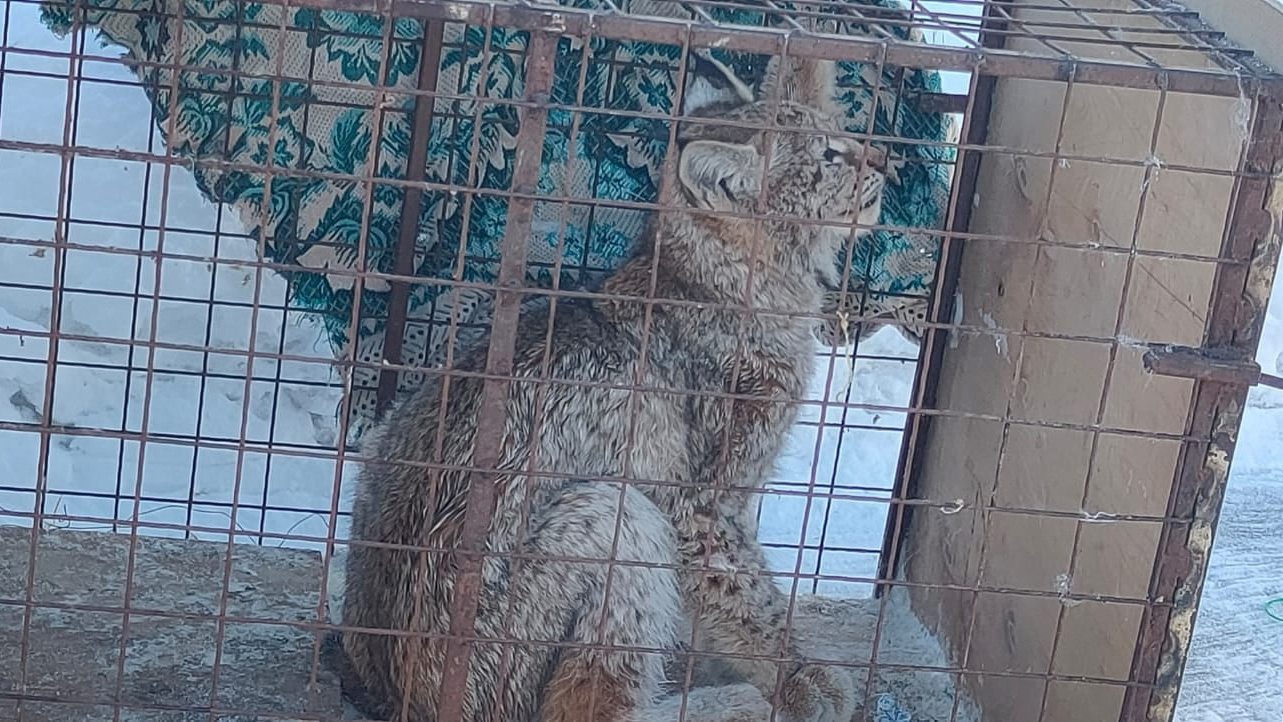 Фото – центр помощи диким животным и птицам «Большое гнездо» Фото – центр помощи диким животным и птицам «Большое гнездо»