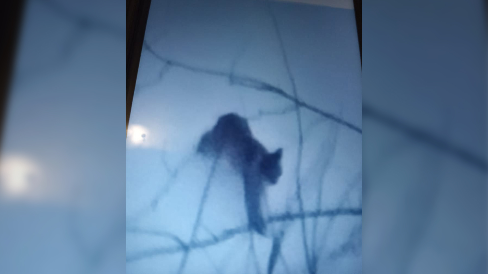 Фото – центр помощи диким животным и птицам «Большое гнездо» Фото – центр помощи диким животным и птицам «Большое гнездо»