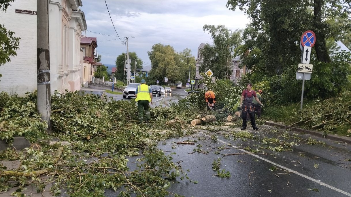 Во Владимире коммунальщики начали убирать рухнувшие деревья - День во  Владимире