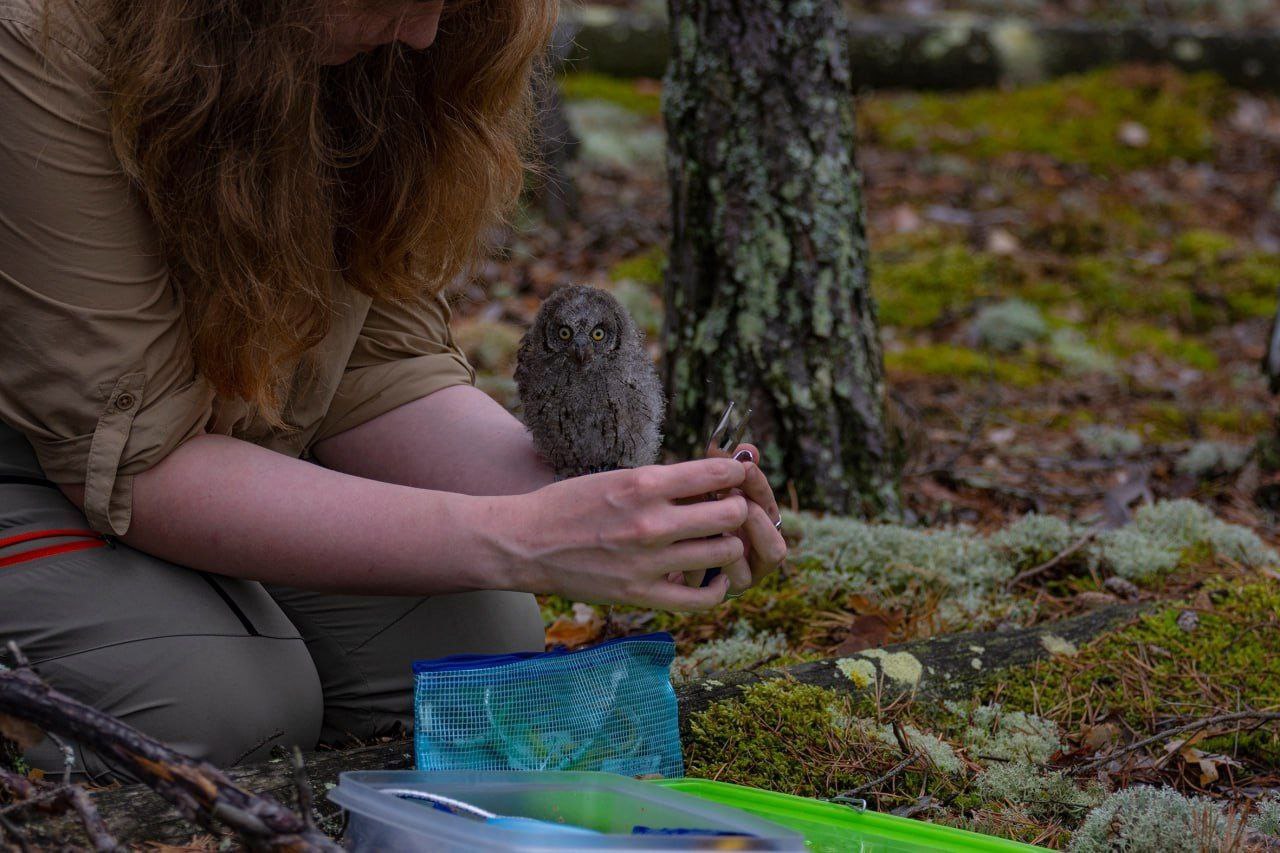 Во Владимирской области родились птенцы у краснокнижных птиц - День во ...