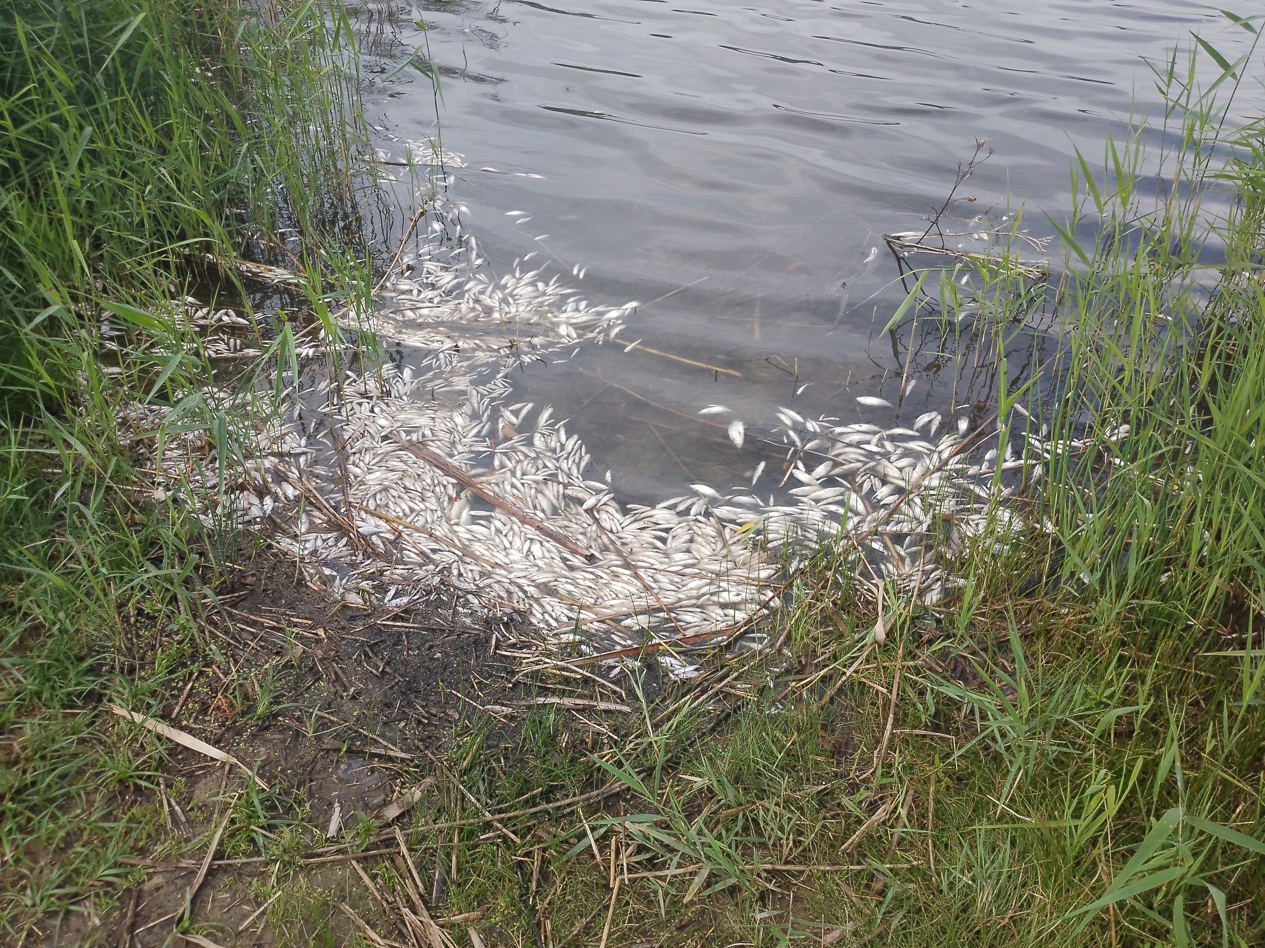 Мой Радужный 33 Мой Радужный 33