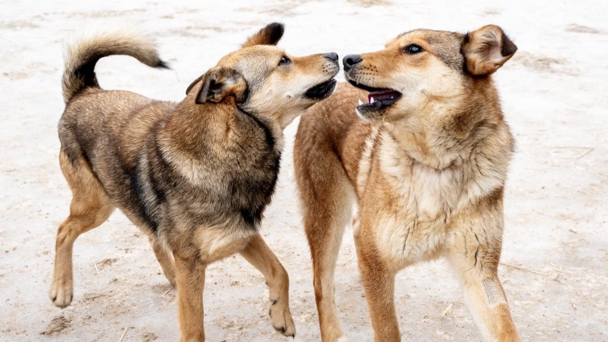 Приют «Дорога Добра» Приют «Дорога Добра»