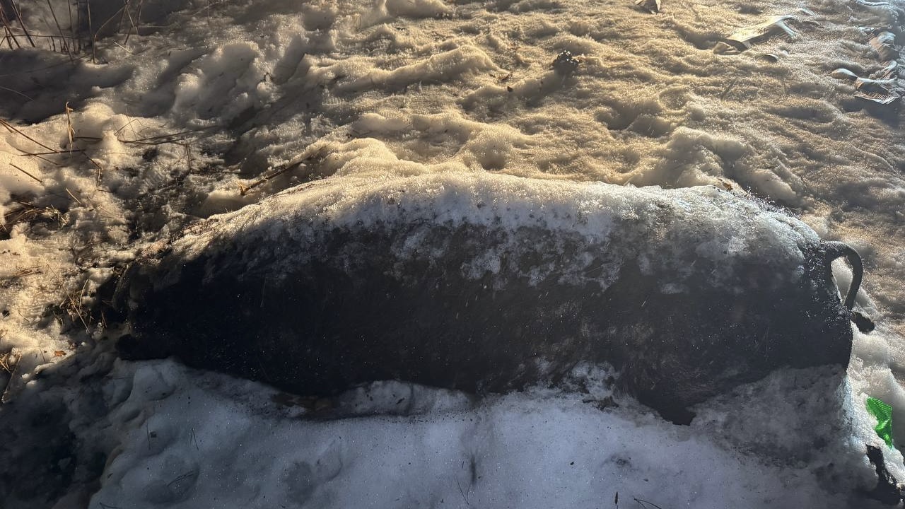 начальник Госохотинспекции Валерий Куфтин начальник Госохотинспекции Валерий Куфтин