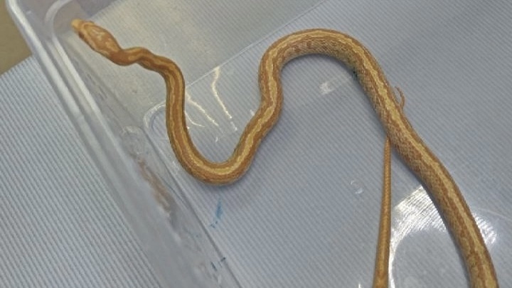 Ветклиника «Артемида» Ветклиника «Артемида»