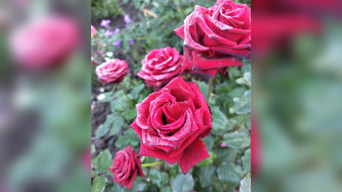 Уполномоченный по правам ребенка во Владимирской области Юлия Раснянская Уполномоченный по правам ребенка во Владимирской области Юлия Раснянская