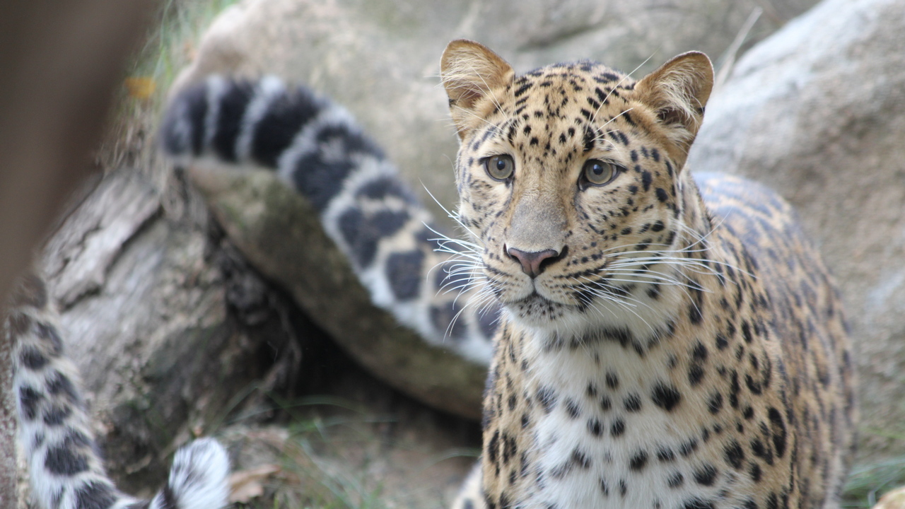 предоставлено пресс-службой нацпарка «Земля леопарда» предоставлено пресс-службой нацпарка «Земля леопарда»