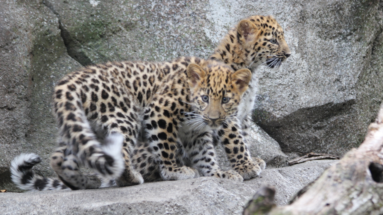 предоставлено пресс-службой нацпарка «Земля леопарда» предоставлено пресс-службой нацпарка «Земля леопарда»