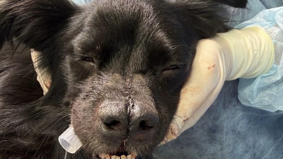 Приют «Дорога Добра» Приют «Дорога Добра»