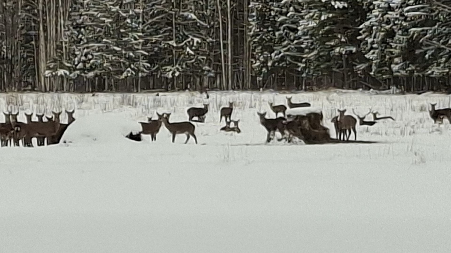 начальник госохотоинспекции Валерий Куфтин начальник госохотоинспекции Валерий Куфтин