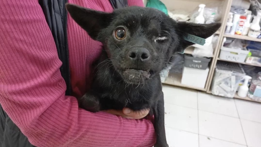 Дорога Добра Дорога Добра