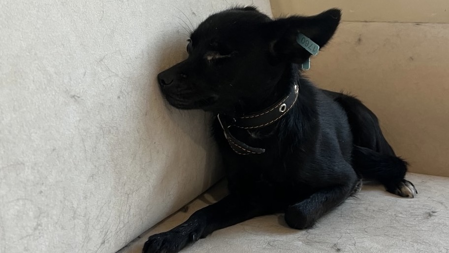 Дорога Добра Дорога Добра